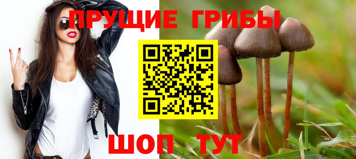 Псилоцибиновые грибы Cubensis  Вход с VPN  Дивногорск 